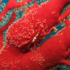 Xenocarcinus depressus