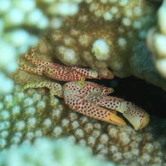 Trapezia rufopunctata