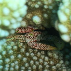 Trapezia rufopunctata