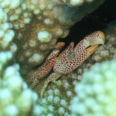 Trapezia rufopunctata