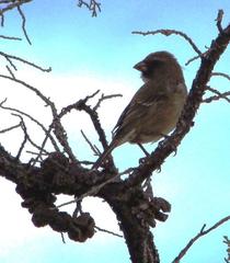 Crithagra leucoptera