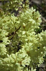 Oligarrhena micrantha