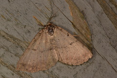 Spiloloma lunilinea