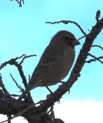 Crithagra leucoptera