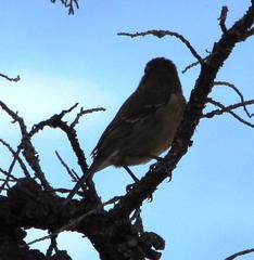 Crithagra leucoptera