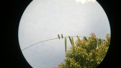 Microhierax fringillarius