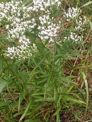 Eupatorium torreyanum