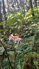 Begonia lukuana