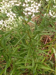 Eupatorium torreyanum