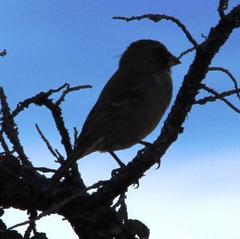 Crithagra leucoptera