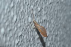 Isoscelipteron okamotonis