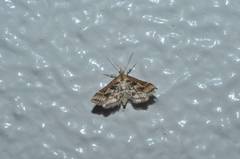 Diasemia accalis