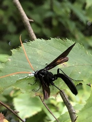 Gnamptopelta obsidianator