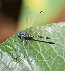 Notiothemis robertsi