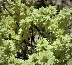 Oligarrhena micrantha