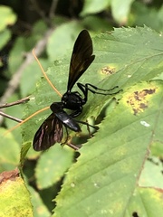 Gnamptopelta obsidianator