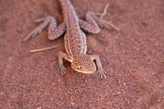 Ctenophorus isolepis