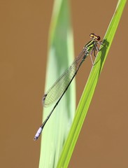 Pseudagrion hageni