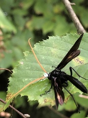 Gnamptopelta obsidianator