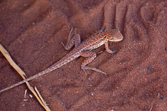 Ctenophorus isolepis