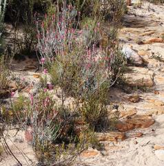 Syncarpha canescens canescens