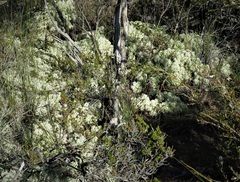 Oligarrhena micrantha