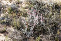 Syncarpha canescens canescens