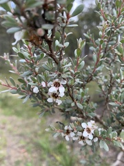 Leptospermum myrtifolium
