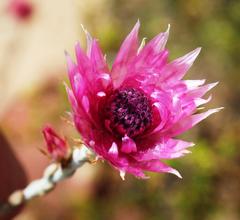 Syncarpha canescens canescens