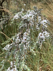 Leptospermum myrtifolium