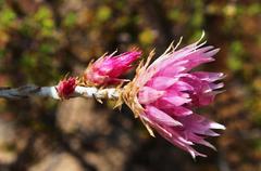 Syncarpha canescens canescens