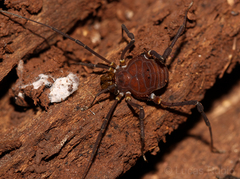 Opisthoplatus vegetus