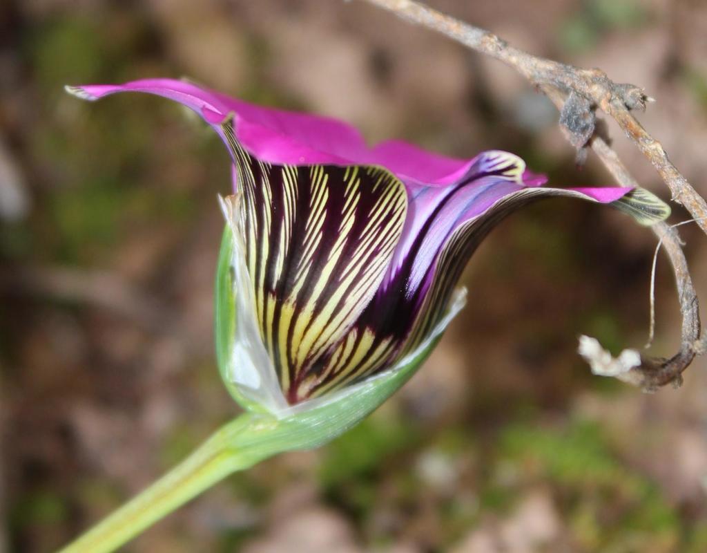 Romulea atrandra, s Rietfontein