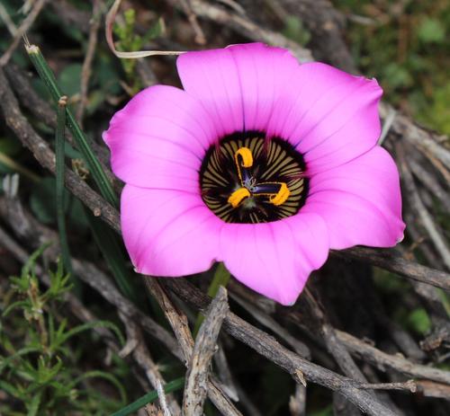 Romulea atrandra
