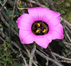 Romulea atrandra atrandra