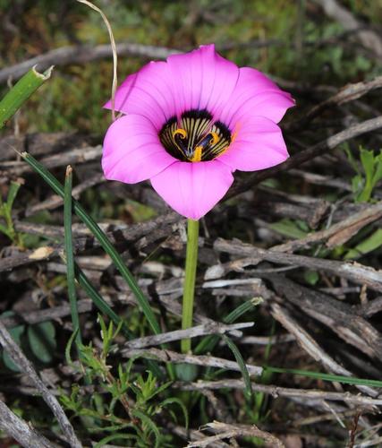 Romulea atrandra