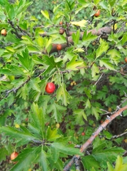 Crataegus