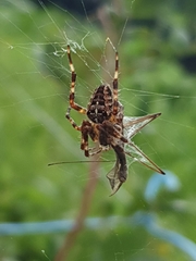 Araneus diadematus