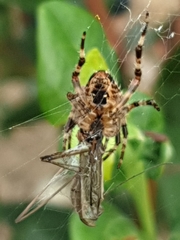 Araneus diadematus