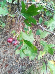 Crataegus