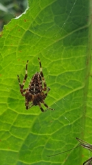 Araneus diadematus