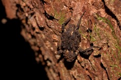 Poropterus parryi