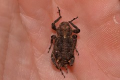 Poropterus parryi