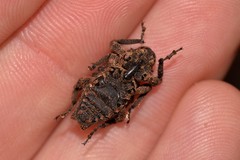 Poropterus parryi