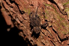 Poropterus parryi