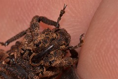 Poropterus parryi