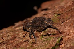 Poropterus parryi