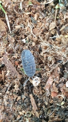 Porcellio scaber