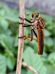 Cophinopoda chinensis