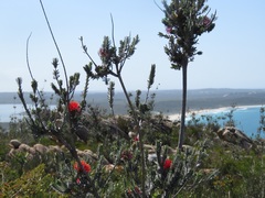 Melaleuca velutina